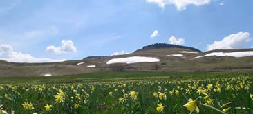 Plateau du Cézallier